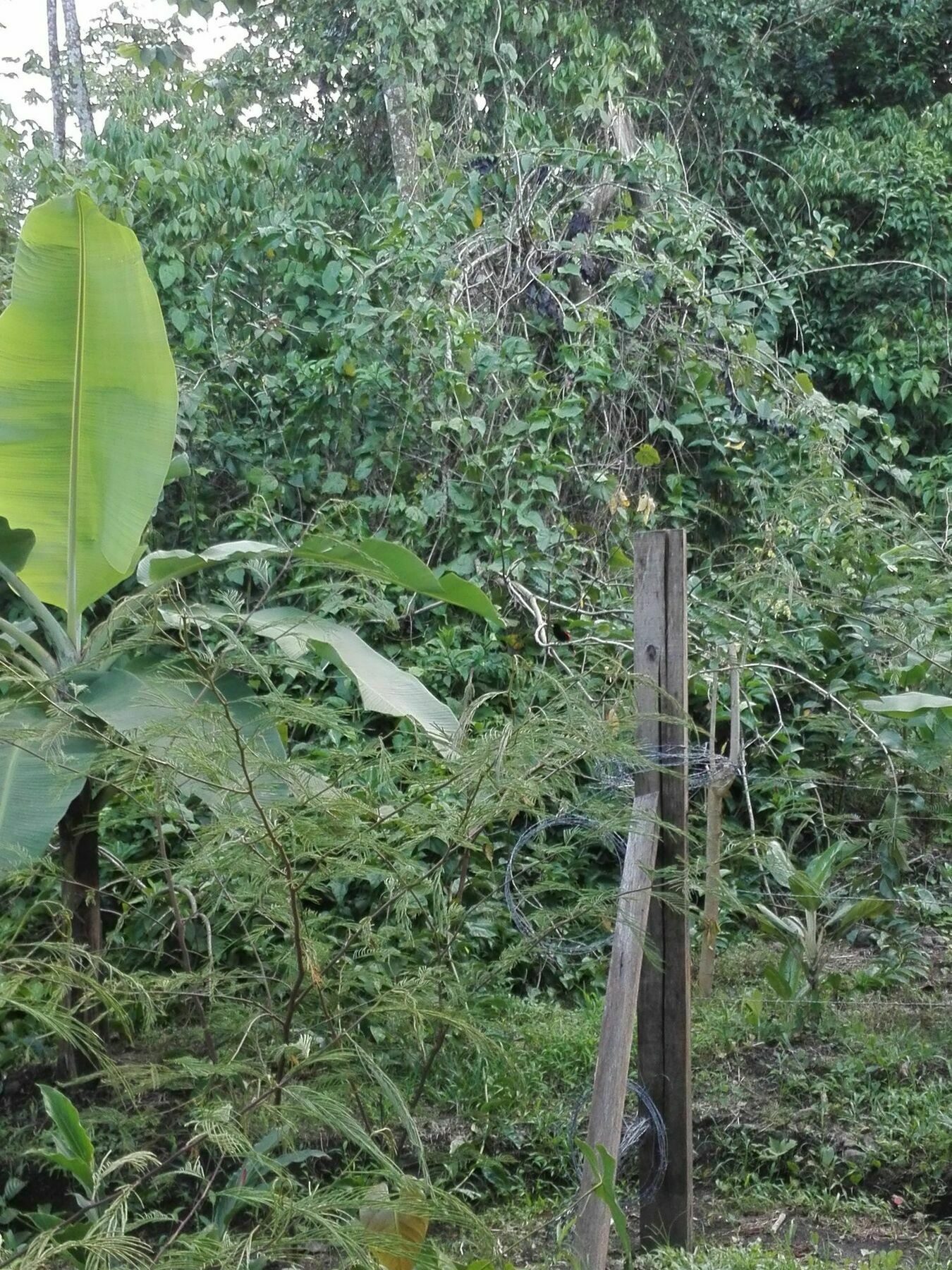 Arenal Xilopalo * La Fortuna